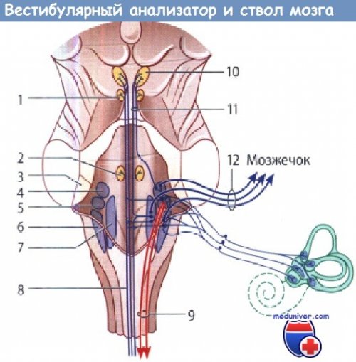 Вестибулярные ядра ствола мозга это вторичный центр